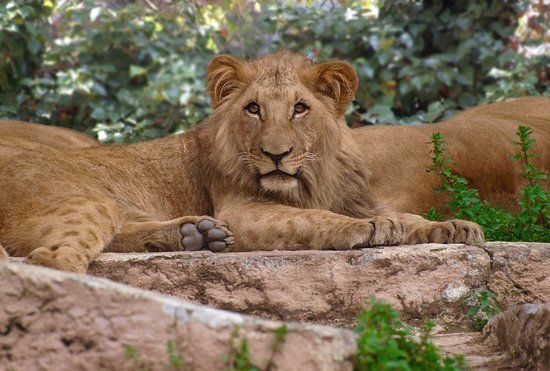 Barcelonas Zoologiske Have